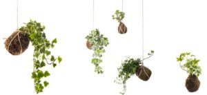 kokedamas, plantas, decoración, jardín