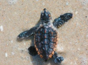 tortuguillo