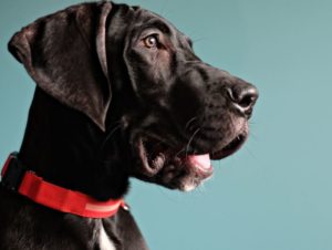 perro