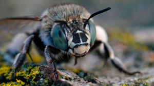 abejas africanizadas