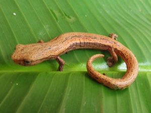 Una pequeña salamandra encontrada cerca de Bluefields, se le llamó Bolitoglossa striatula y sirvió para describir una especie nueva para la ciencia.
