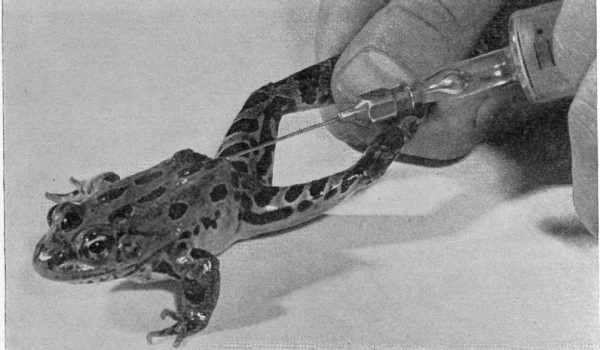 El extraño método con ranas para saber si una mujer está embarazada